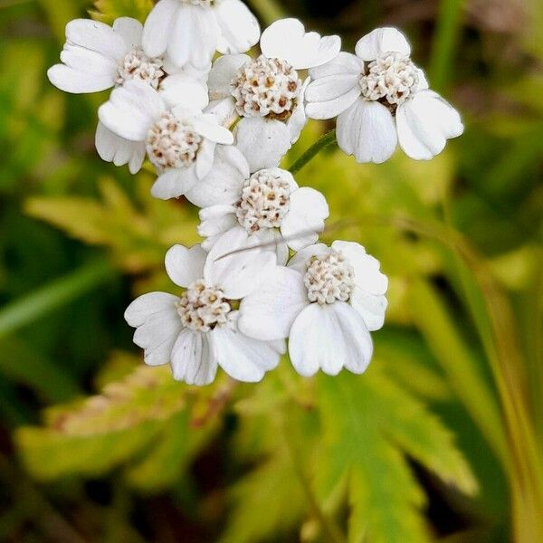 Achillea macrophylla Floare