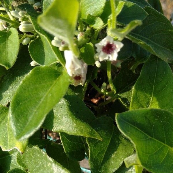 Paederia foetida Leaf