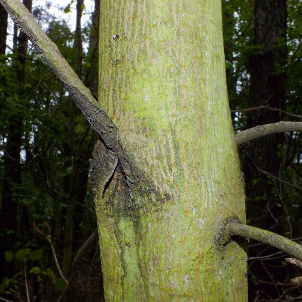 Acer platanoides Kůra