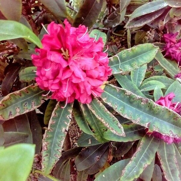 Rhododendron arboreum Blüte