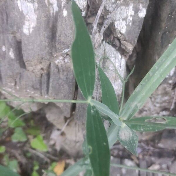 Lathyrus latifolius Φύλλο