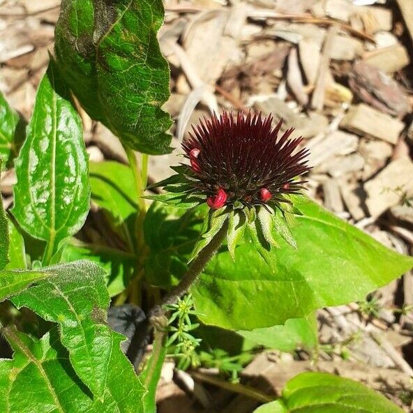 Echinacea purpurea Žiedas