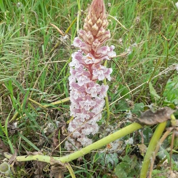 Orobanche crenata Blodyn