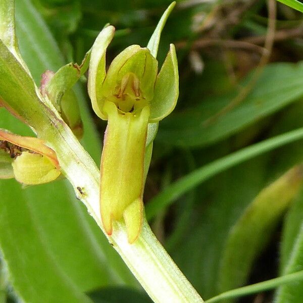 Dactylorhiza viridis Цвят