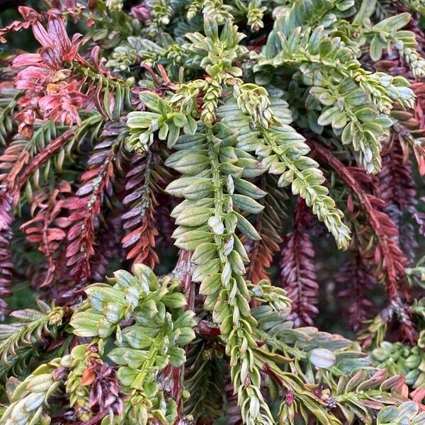 Sequoia sempervirens Lehti