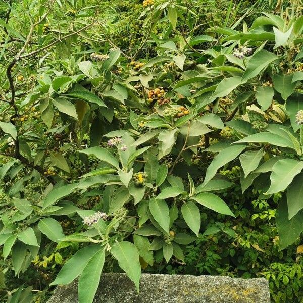 Solanum mauritianum Habitus