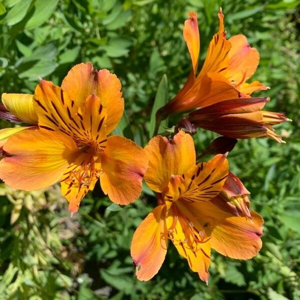 Alstroemeria aurea Blüte