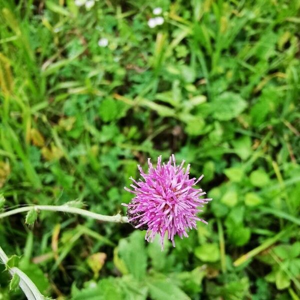 Cirsium tuberosum 花