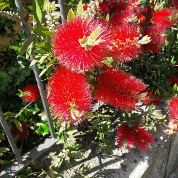 Callistemon citrinus ফুল