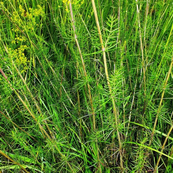 Galium verum Habit