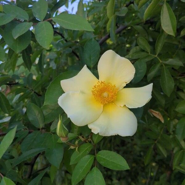 Rosa xanthina Flower