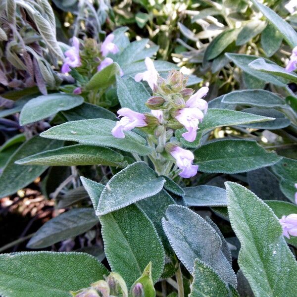 Salvia officinalis Foglia