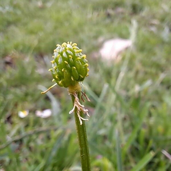 Ranunculus montanus Плід