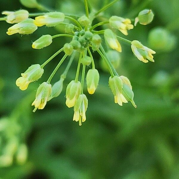 Camelina sativa Λουλούδι