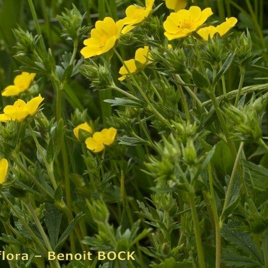 Potentilla delphinensis Celota