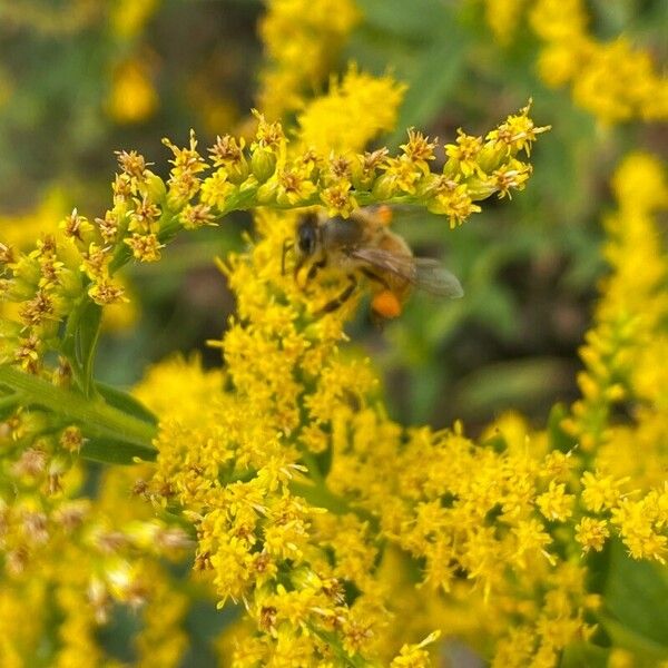 Solidago juncea Кветка