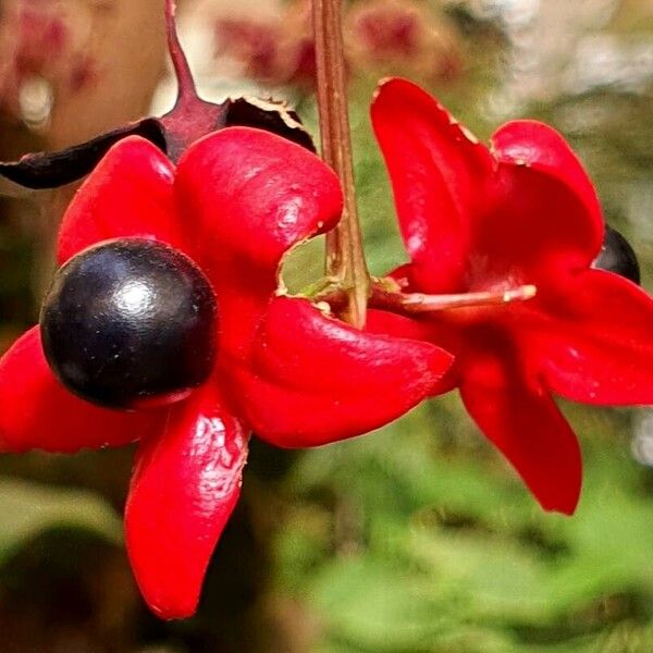 Clerodendrum trichotomum Ďalší