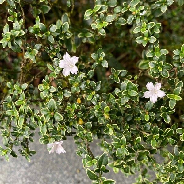 Serissa japonica Flower
