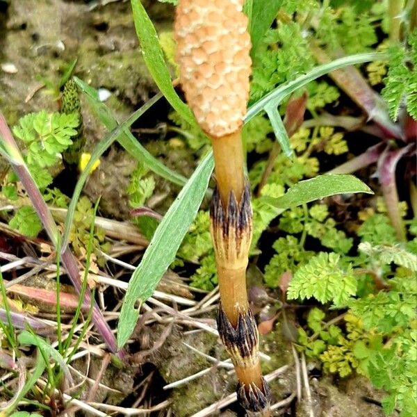 Equisetum arvense Bloem