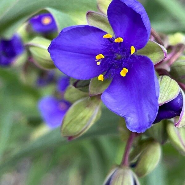 Tradescantia ohiensis Çiçek