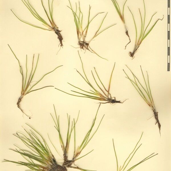 Eleocharis parvula Outro