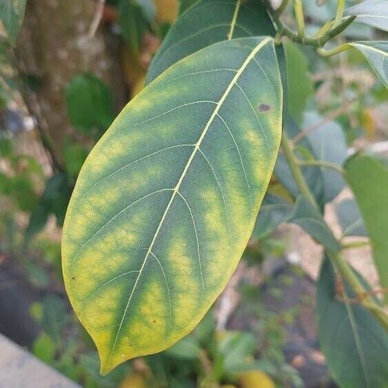Artocarpus heterophyllus Folla
