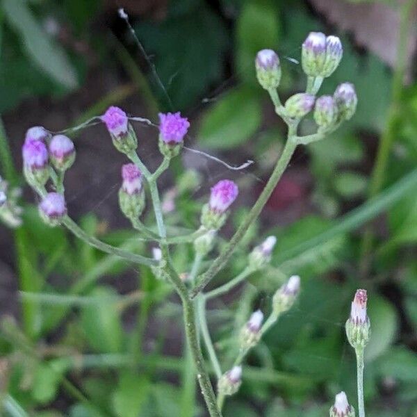 Cyanthillium cinereum Lorea