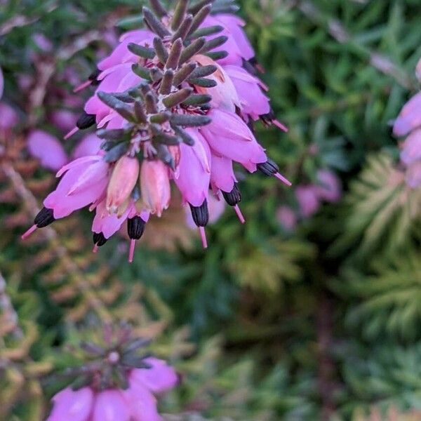 Erica carnea Õis