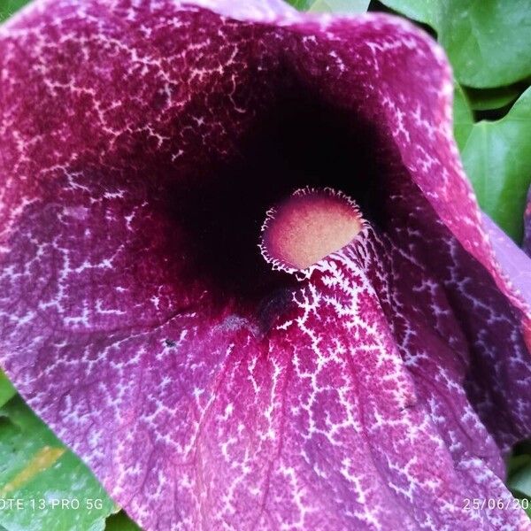 Aristolochia littoralis Floare