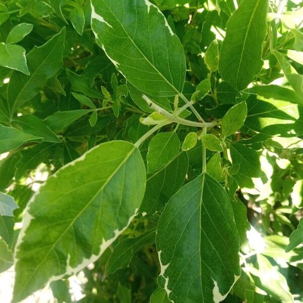 Vitex trifolia Leaf