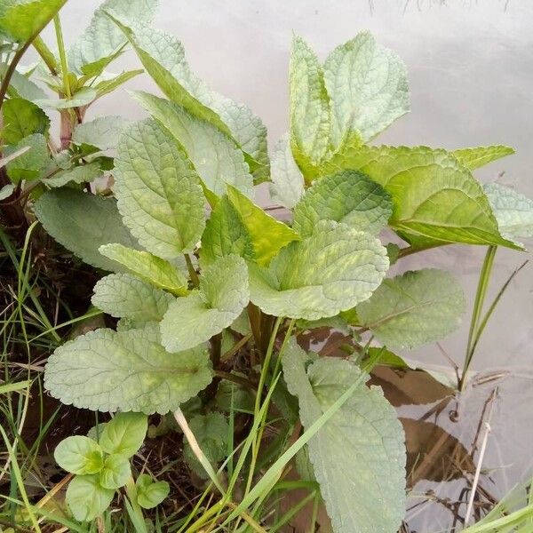 Scrophularia auriculata Blatt