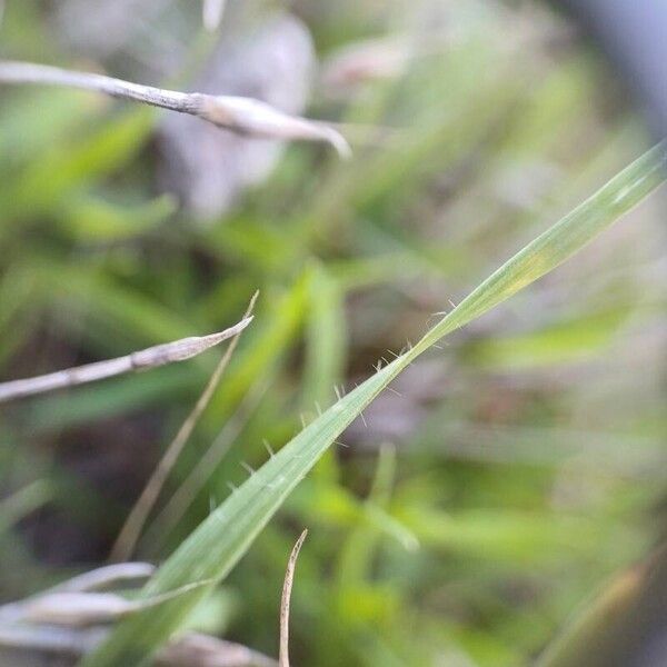 Brachypodium distachyon Blatt