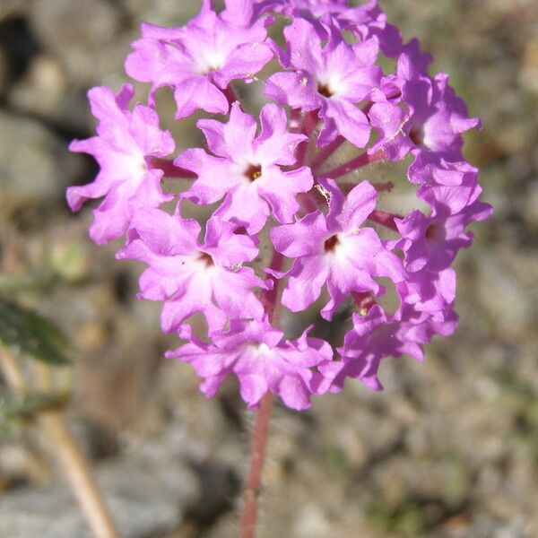 Abronia umbellata Flower