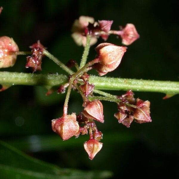 Ayenia aculeata Anders