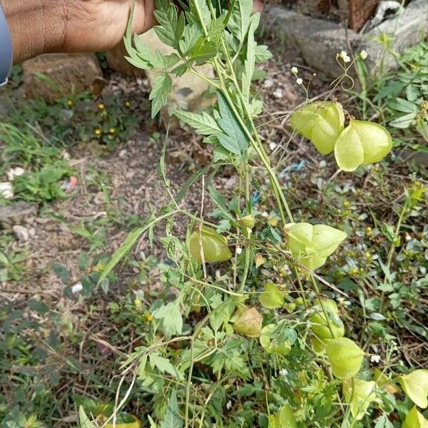 Cardiospermum halicacabum Leaf