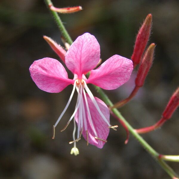 Gaura lindheimeri 花