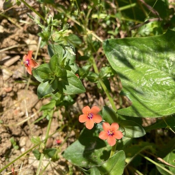 Lysimachia arvensis Çiçek