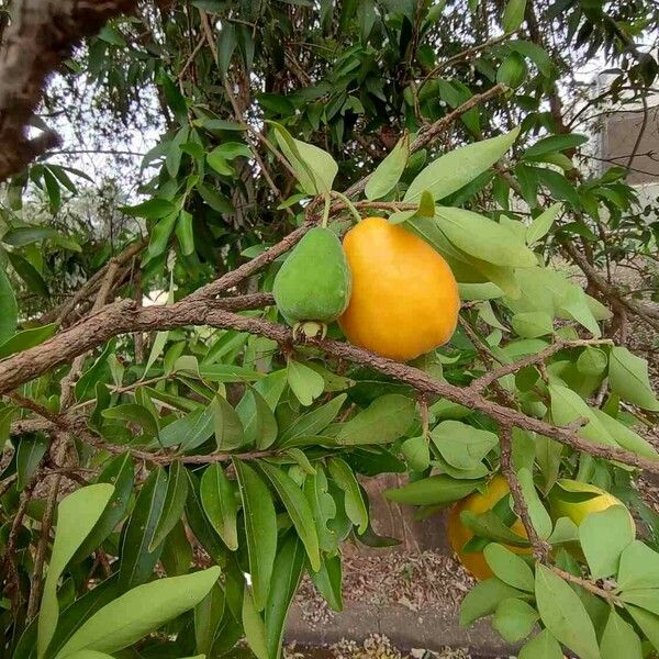 Eugenia pyriformis Fruit