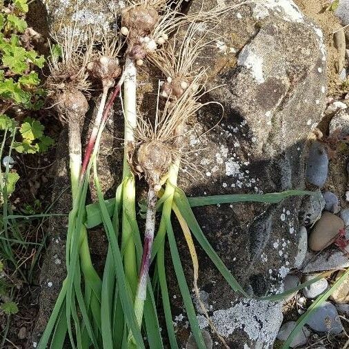 Allium polyanthum Hoja