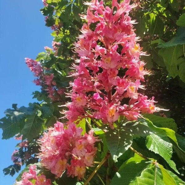 Aesculus carnea Flower