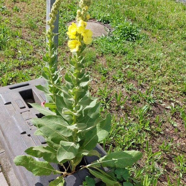 Verbascum densiflorum عادت