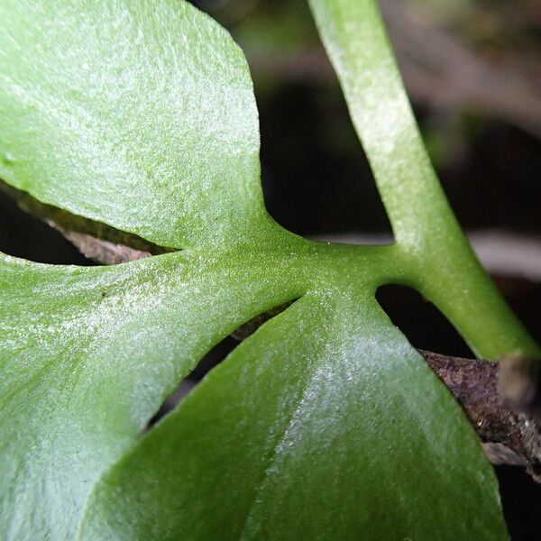 Ceratopteris cornuta Leaf