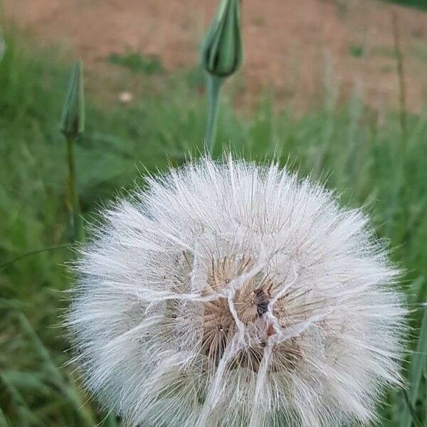 Tragopogon dubius Fruit