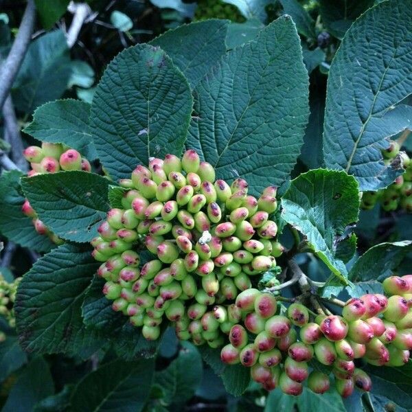 Viburnum lantana Fruit