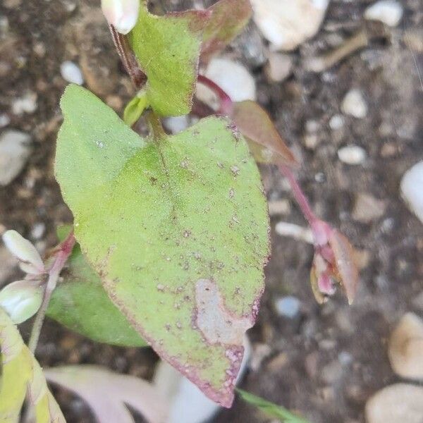 Fallopia convolvulus Levél