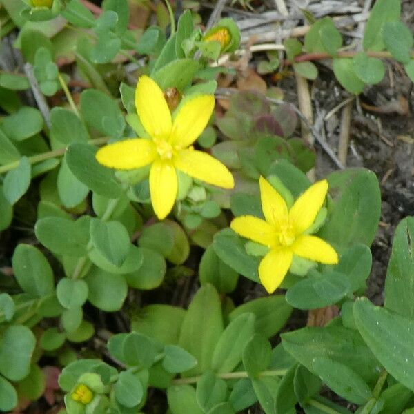 Hypericum humifusum Kaarna