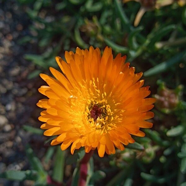 Lampranthus glaucoides फूल