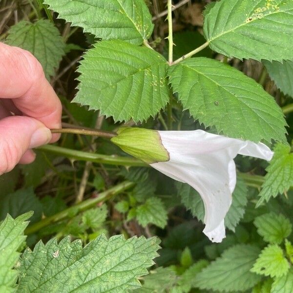 Calystegia silvatica Other