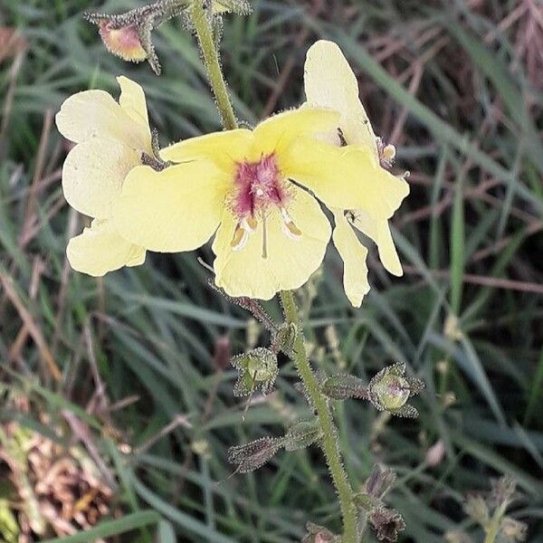 Verbascum blattaria ᱵᱟᱦᱟ