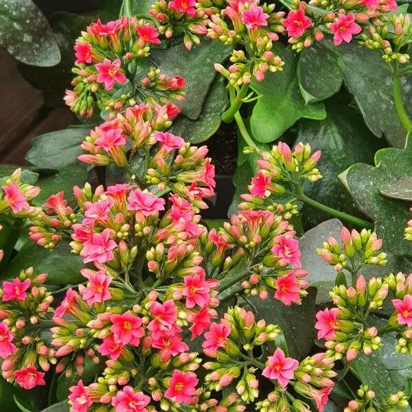 Kalanchoe crenata Kwiat